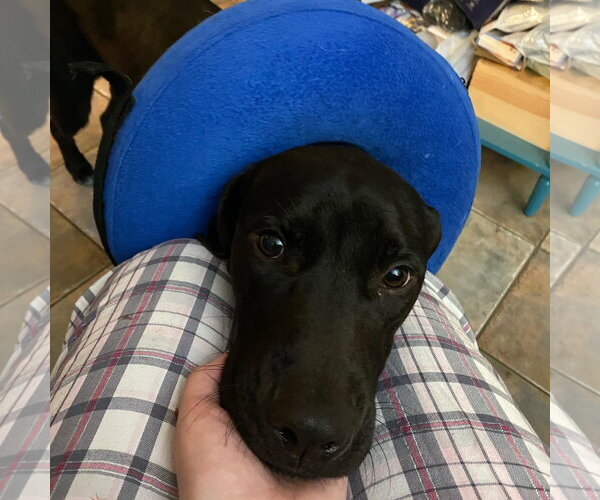 Medium Photo #10 Labrador Retriever-Unknown Mix Puppy For Sale in Oakhurst, NJ, USA