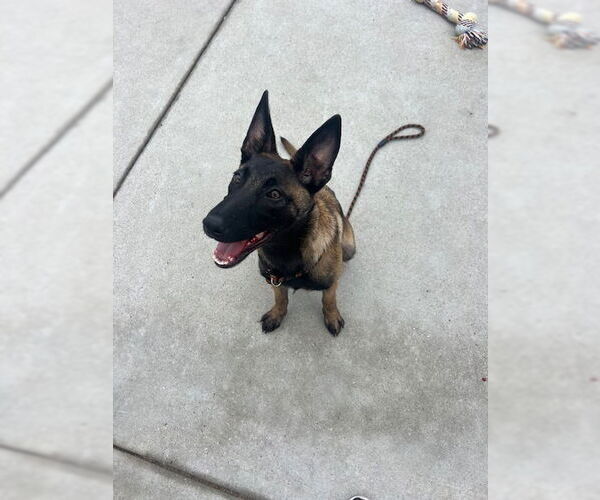 Medium Photo #2 Mutt Puppy For Sale in Imlay City, MI, USA