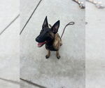 Small #1 Mutt