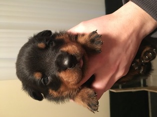Rottweiler Puppy for sale in CULVER, OR, USA