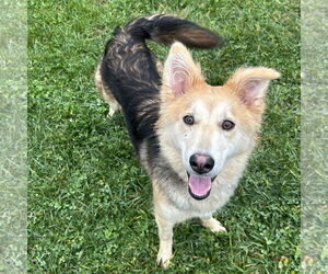 Border Collie-Whippet Mix Dogs for adoption in Batavia, OH, USA