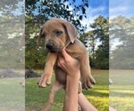 Small #5 Cane Corso