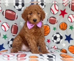 Goldendoodle-Poodle (Miniature) Mix Puppy for sale in LAKELAND, FL, USA