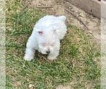 Small #1 West Highland White Terrier