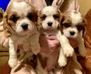 Small Photo #13 Cavalier King Charles Spaniel Puppy For Sale in LEICESTER, NC, USA