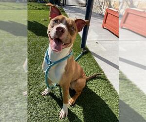 Mutt Dogs for adoption in Baytown, TX, USA