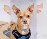 Small #1 Chihuahua Mix