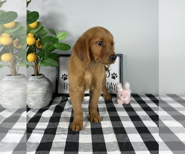 Medium Photo #5 Golden Retriever Puppy For Sale in FRANKLIN, IN, USA