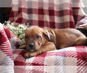 Labradinger Puppy for sale in SHILOH, OH, USA