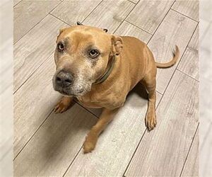 American Staffordshire Terrier-Unknown Mix Dogs for adoption in Dana Point, CA, USA