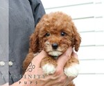 Small #2 Goldendoodle (Miniature)