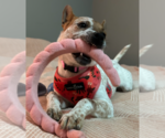 Small Photo #9 Mutt Puppy For Sale in Decatur, GA, USA