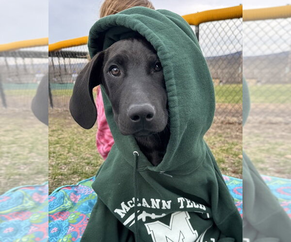 Medium Photo #31 Labrador Retriever-Unknown Mix Puppy For Sale in Brewster, NY, USA
