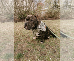 Small #4 American Bully