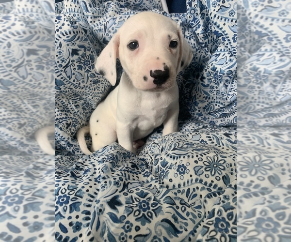 Medium Photo #6 Dalmatian Puppy For Sale in MERRITT IS, FL, USA