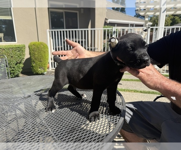 Medium Photo #7 Cane Corso Puppy For Sale in LIVERMORE, CA, USA