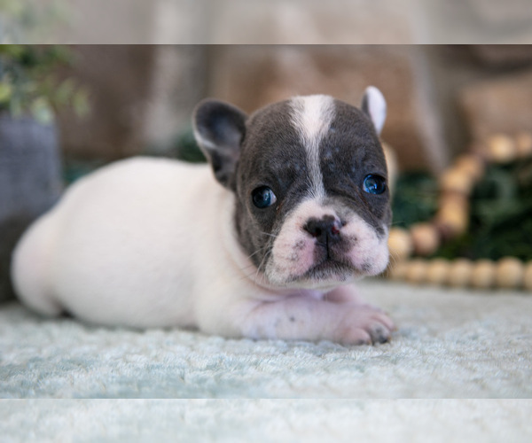 Medium Photo #3 French Bulldog Puppy For Sale in GRABILL, IN, USA