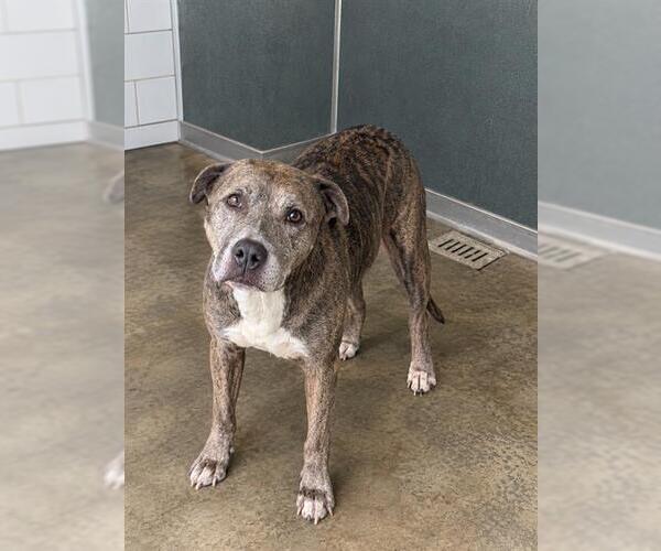 Medium Photo #1 Catahoula Leopard Dog-Unknown Mix Puppy For Sale in Baytown, TX, USA