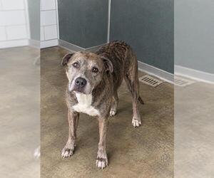 Catahoula Leopard Dog-Unknown Mix Dogs for adoption in Baytown, TX, USA