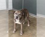 PALOMA - Female Catahoula Leopard Dog-Unknown Mix Dog for Adoption - Small photo
