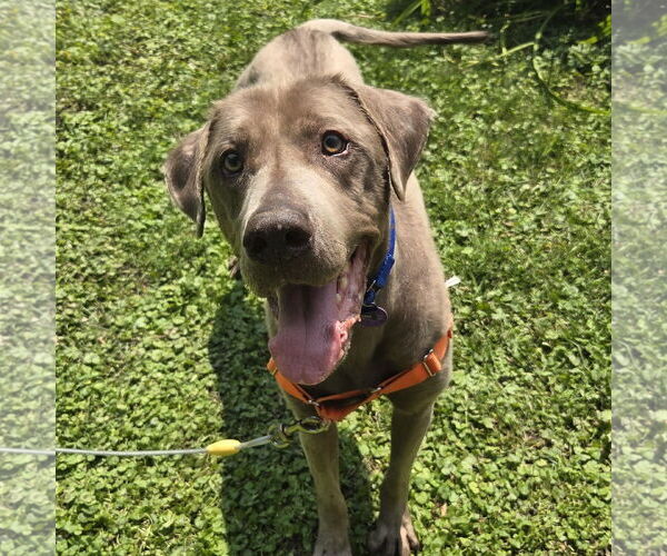 Medium Photo #1 Labrador Retriever-Unknown Mix Puppy For Sale in Fargo, ND, USA