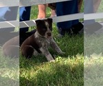 Small Photo #4 Australian Cattle Dog Puppy For Sale in DOWNING, WI, USA