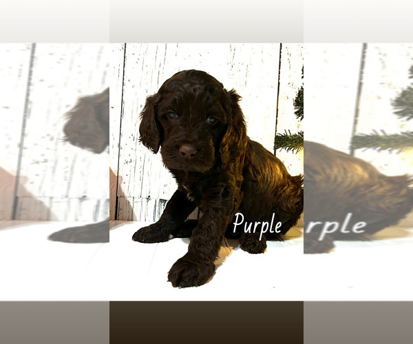 Medium Photo #1 Springerdoodle Puppy For Sale in TERRE HAUTE, IN, USA