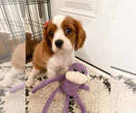 Small Photo #9 Cavalier King Charles Spaniel Puppy For Sale in BOX SPRINGS, CA, USA