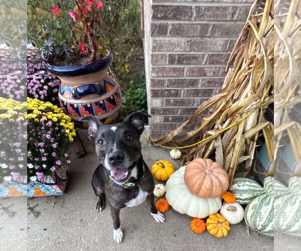 Medium Photo #4 Mutt Puppy For Sale in Germantown, OH, USA