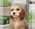 Small #2 Cavapoo (Miniature)