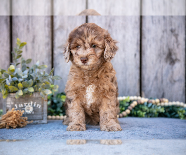 Medium Photo #3 Poodle (Miniature)-Portuguese Water Dog Mix Puppy For Sale in FREDERICKSBURG, OH, USA