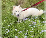 Small Photo #2 Siberian Husky Puppy For Sale in Cumming, GA, USA