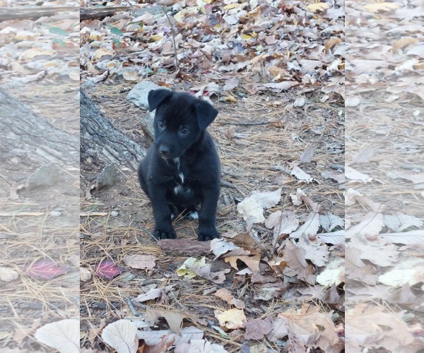 Medium Photo #1 Mutt Puppy For Sale in Mechanicsburg, PA, USA