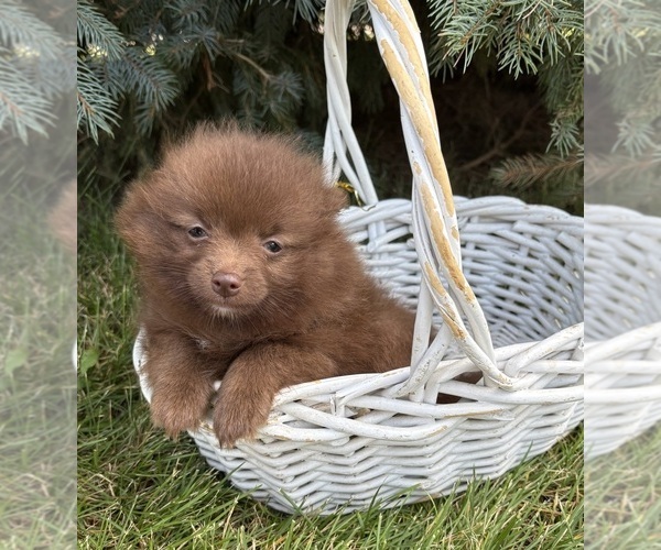 Medium Photo #3 Pomeranian Puppy For Sale in MIDDLEBURY, IN, USA