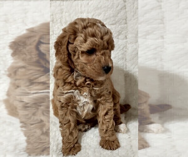 Medium Photo #3 Poodle (Toy) Puppy For Sale in MAGNOLIA, NC, USA