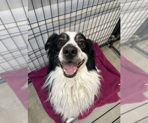 Australian Shepherd Dogs for adoption in Foristell, MO, USA