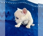 Small #48 French Bulldog