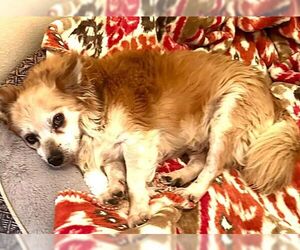 Rusty - Male Chiranian Dog for Adoption - Photo #3