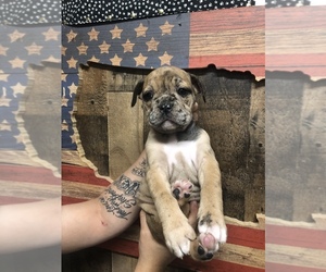 Olde English Bulldogge Puppy for sale in BOERNE, TX, USA