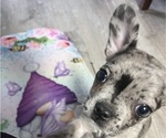 Puppy Roxy Boston Terrier-Faux Frenchbo Bulldog Mix