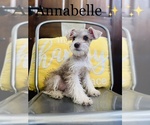 Small Photo #13 Schnauzer (Miniature) Puppy For Sale in COOKEVILLE, TN, USA