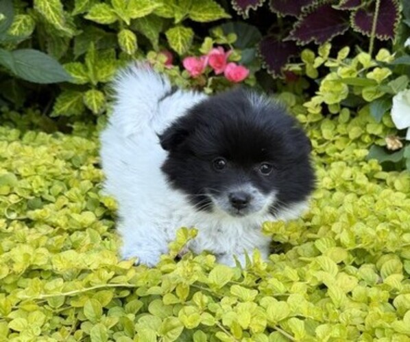 Medium Photo #2 Pomeranian Puppy For Sale in CURTISS, WI, USA