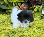 Small #1 Pomeranian