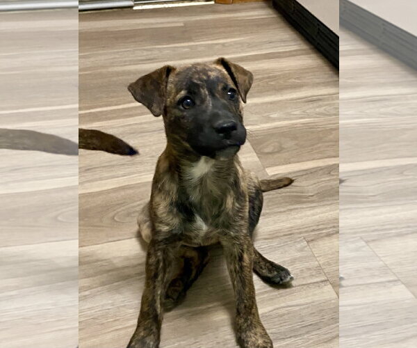 Medium Photo #10 American Pit Bull Terrier-Unknown Mix Puppy For Sale in Hillsboro, MO, USA