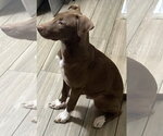 Small #1 Chocolate Labrador retriever-Whippet Mix