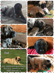 Mastiff Puppy for sale in EQUALITY, IL, USA
