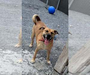 Myla - Female Labrador Retriever-Unknown Mix Dog for Adoption - Photo #3
