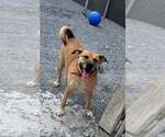 Small #2 Labrador Retriever Mix