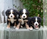Small #2 Bernese Mountain Dog-Cavalier King Charles Spaniel Mix
