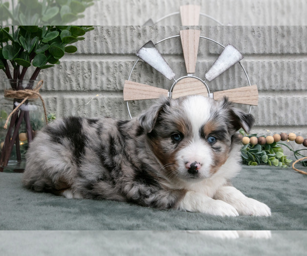 Medium Photo #1 Miniature Australian Shepherd Puppy For Sale in BALTIC, OH, USA